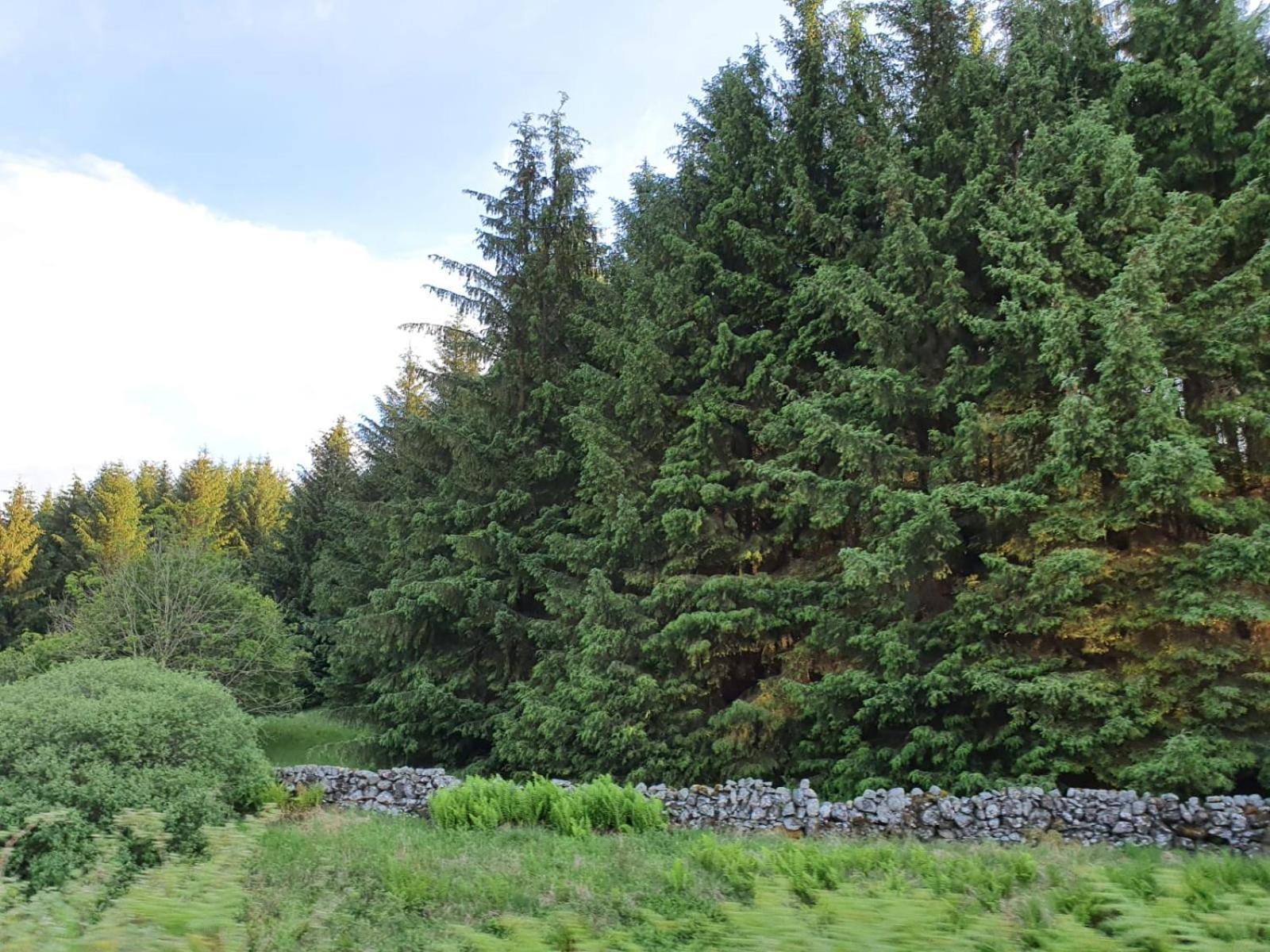 Lavender Cottage With Parking And Beautiful Views Spring Special Carsphairn Exterior foto